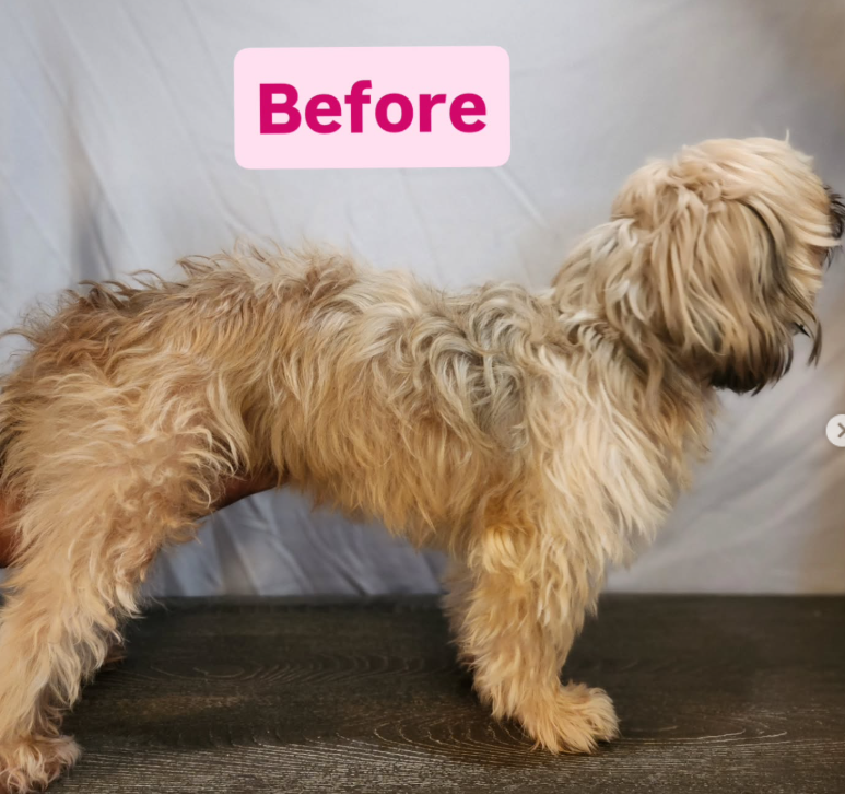 Pet grooming client transformation